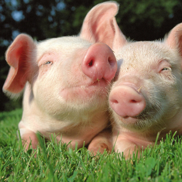 Haffner - Gaec du fumé lorrain